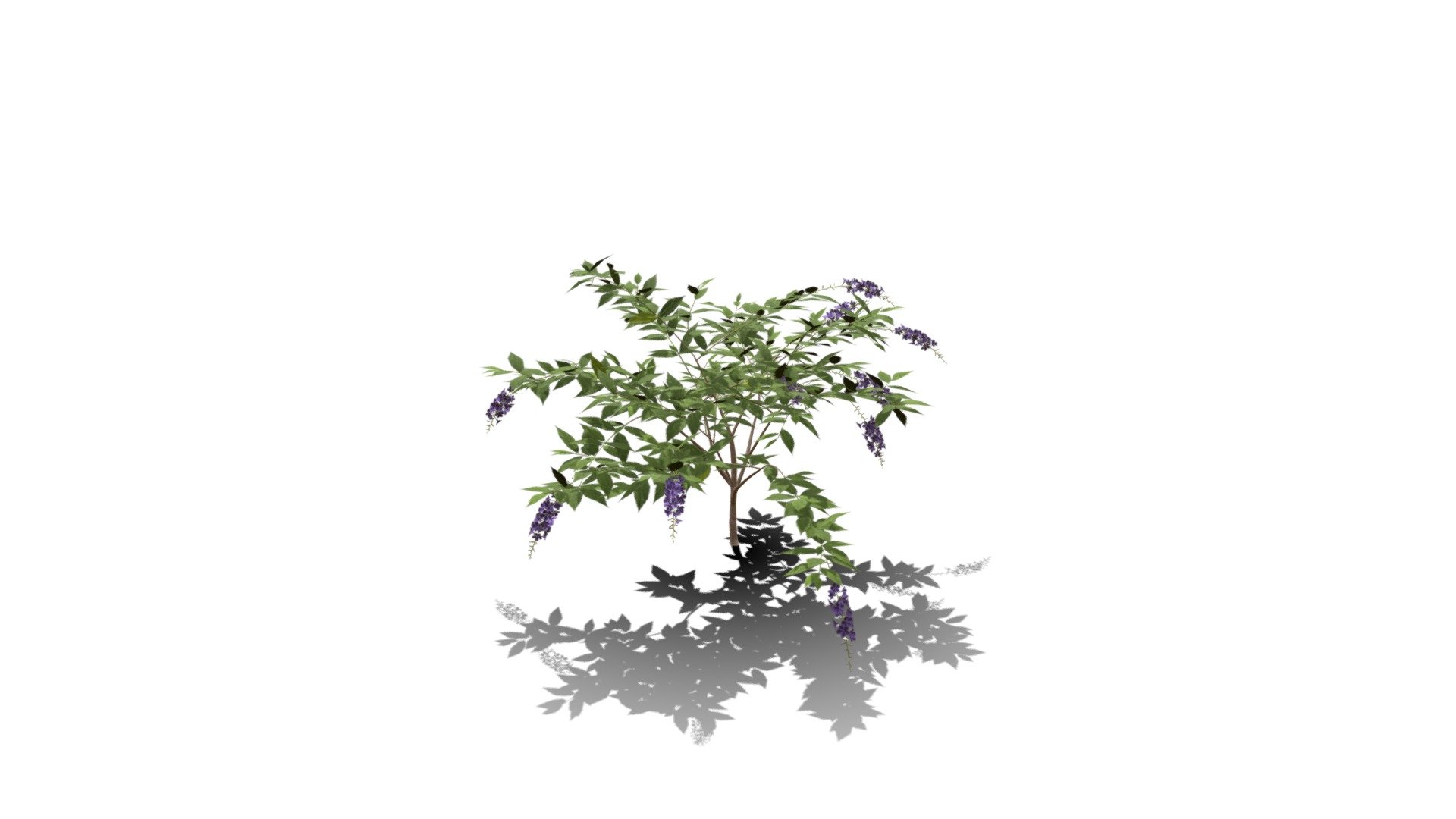 Model specs:





Species Latin name: Duranta repens




Species Common name: Golden dewberry




Preset name: Small tree mat 0




Maturity stage: Infant




Health stage: Thriving




Season stage: Summer




Leaves count: 815




Height: 0.7 meters




LODs included: Yes




Mesh type: static




Vertex colors: (R) Material blending, (A) Ambient occlusion



Better used for Hi Poly workflows!

Species description:





Region: South America




Biomes: Savana,Forest




Climatic Zones: Mediterranean,Subtropical,Tropical




Plant type: Bush



This PlantCatalog mesh was exported at 40% of its maximum mesh resolution. With the full PlantCatalog, customize hundreds of procedural models + apply wind animations + convert to native shaders and a lot more: https://info.e-onsoftware.com/plantcatalog/ - Realistic HD Golden dewberry (6/20) - Buy Royalty Free 3D model by PlantCatalog 3d model