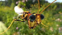 Mantispidae mantis, mantispidae