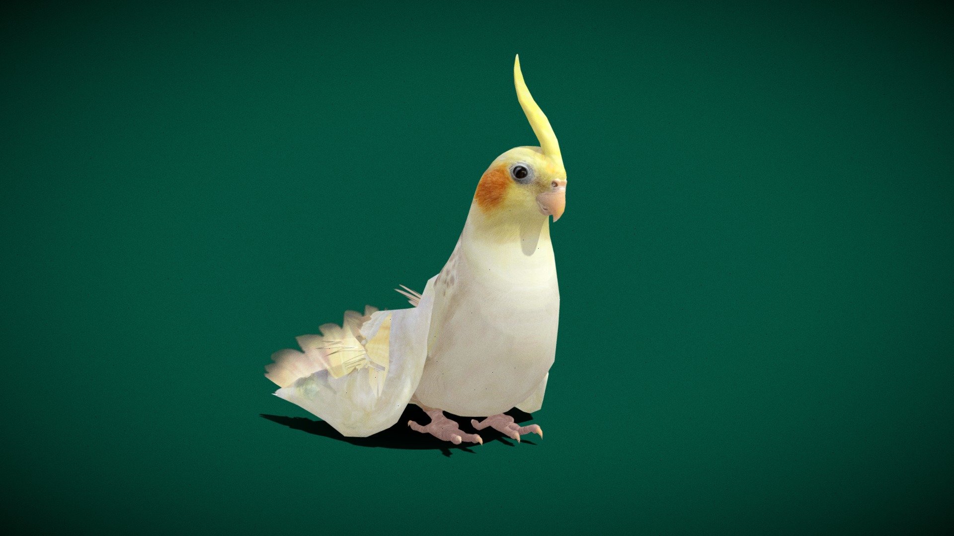 Nymphicus hollandicus

Cockatiel Parrot  Animal Birds (weero/weiro or quarrion)

Idle Animations

Lowpoly

4K PBR Textures Material

Unreal ,Unity FBX File (2018) Compatible 

Blend File 

USDZ File (AR Ready). Real Scale Dimension

Textures Files

GLB File

Gltf File ( Spark AR, Lens Studio , Effector , Spline, Play Canvas ) Compatible

Diffuse , Metallic, Roughness , Normal Map ,AO
ref


The cockatiel, also known as the weero/weiro or quarrion, is a medium-sized parrot that is a member of its own branch of the cockatoo family endemic to Australia. They are prized as household pets and companion parrots throughout the world and are relatively easy to breed. Wikipedia
Lifespan: 10 – 15 years (In the wild)
Mass: 70 – 120 g (Adult)
Domain: Eukaryota
Family: Cacatuidae
Kingdom: Animalia
Order: Psittaciformes - Cockatiel Parrot (Lowpoly) - Buy Royalty Free 3D model by Nyilonelycompany 3d model