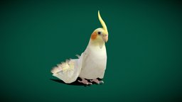 Cockatiel Parrot (Lowpoly) birds, animals, parrot, mammal, cockatiel, animalia, lowpoly, creature, animation, nymphicus, hollandicus, quarrion, nyi, nyilonelycompany, noai, cockatiel_parrot, weeroweiro