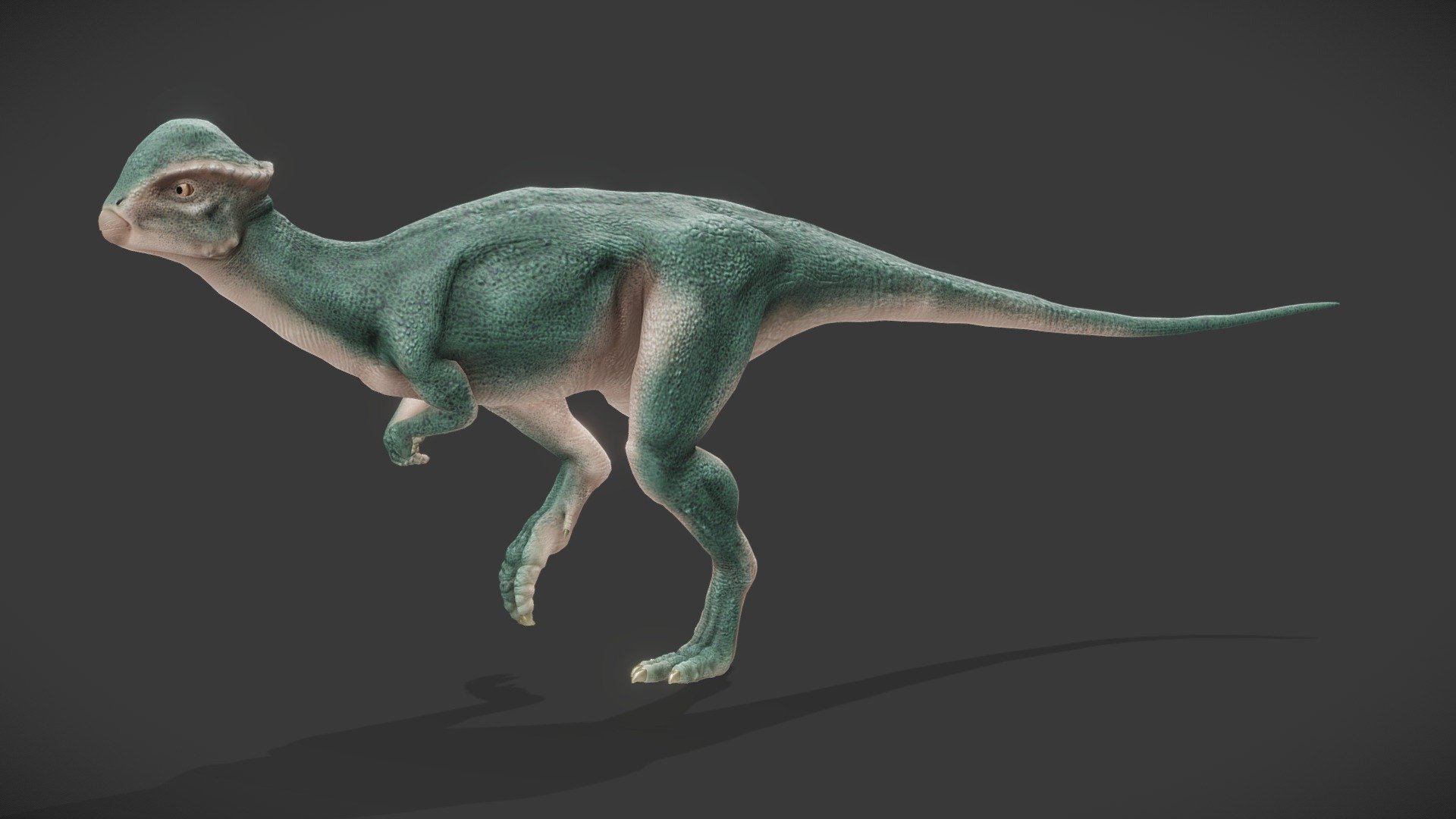 A Stegoceras Validum, a creature of the cretaceous, I've made with Blender and Gimp.

– For more dinosaurs, don't hesitate to take a look at my Prehistoric Animals collection and subscribe to it to stay tuned of new creatures. – - Stegoceras Validum - Buy Royalty Free 3D model by Kyan0s 3d model