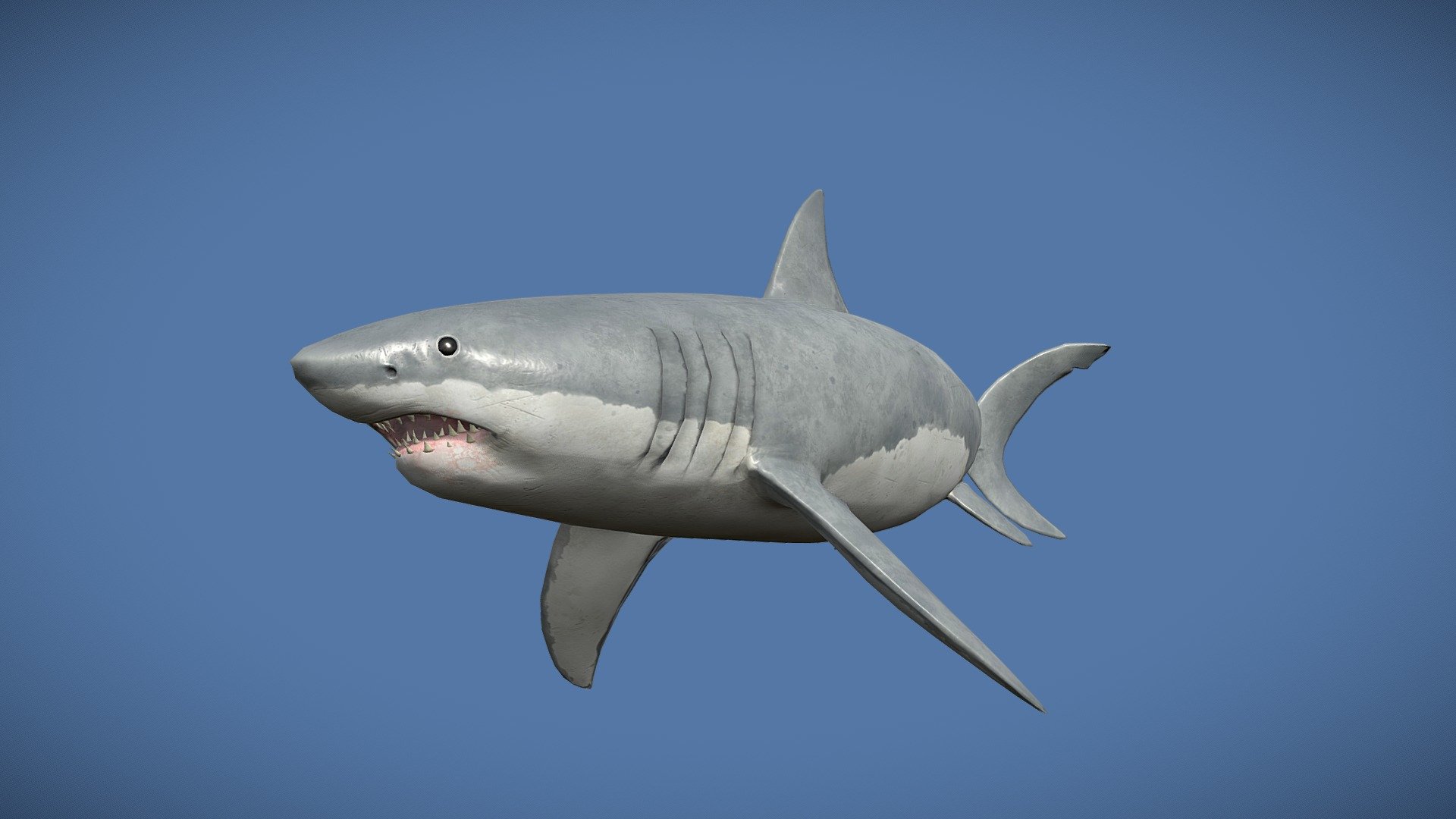 This model has a clean geometry based on quads and loops. It is FULLY RIGGED and ANIMATED.

Originally created with Maya, Substance Painter, Zbrush and animated in Blender

White shark model has: 4096x4096 textures created with Substance Painter - Great White Shark - Buy Royalty Free 3D model by 3dartstevenz 3d model