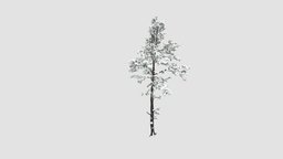 pine tree tree, plant, winter, pine, key, snow, 038, am100