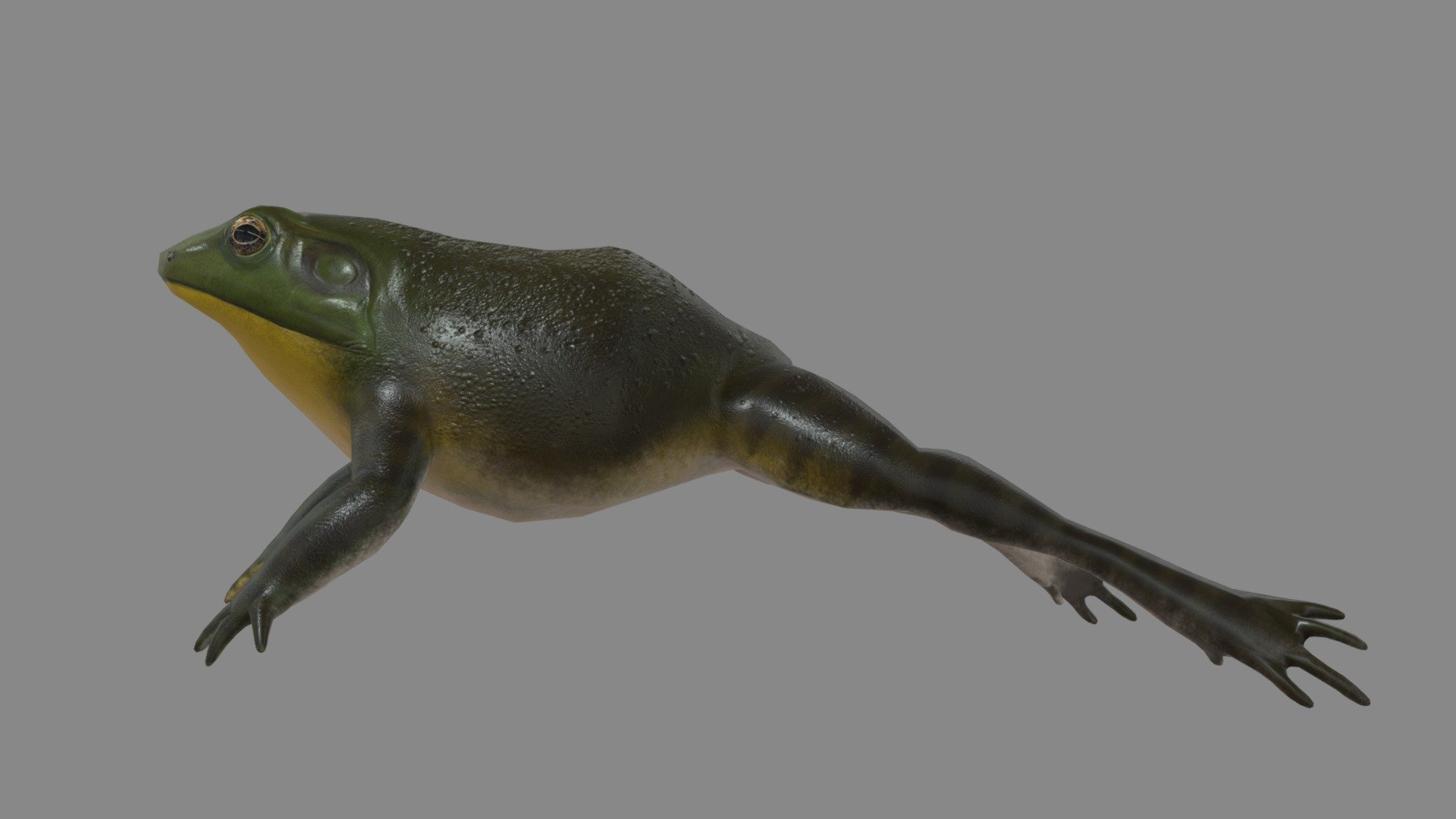 Realistic American Bullfrog - 3D model by PuddleGlum 3d model