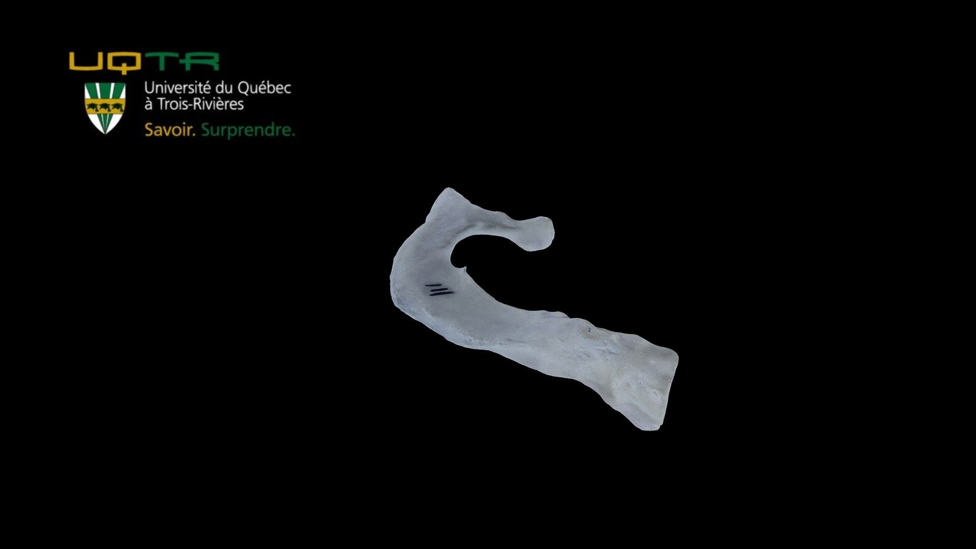 Première côte droite/ Right first rib - 3D model by Anatomie UQTR - Anatomy UQTR (@AnatomieUQTR) 3d model