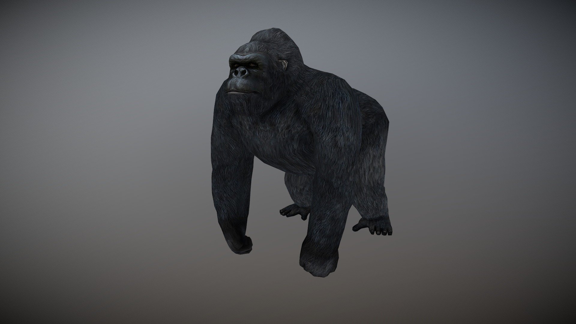 WATCH = https://youtu.be/lD20TD689BU

3D Gorilla Realistic Character with Animations

PACKAGE INCLUDE


High quality polygonal model, correctly scaled for an accurate representation of the original object.
Model is built to real-world scale.
Many different format like blender, fbx, obj, iclone, dae
No additional plugin is needed to open the model
Separate Loopable Animations
3d print ready in different poses
Ready for animation
High Quality materials and textures
Triangles = 5570
Vertices = 2835
Edges = 8388
Faces = 5570

ANIMATIONS


Idle
Walk
Run
Jump
Howl
Pound Chest Start
Pound Chest
Pound Chest End
Attack

3D PRINT POSES ( STL  OBJ )


Idle
Idle side look
Stand
Walk
Jump
Howl
Attack
Down
 - Gorilla Animated - Buy Royalty Free 3D model by Bilal Creation Production (@bilalcreation) 3d model