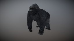 Gorilla Animated monkey, africa, chimpanzee, ape, mammal, big, rig, kong, figurine, king, realistic, gorilla, printable, gorillaz, gorilla-3d-model, animal, animation, sculpture, gorillatagcharacter, reallisticgorilla
