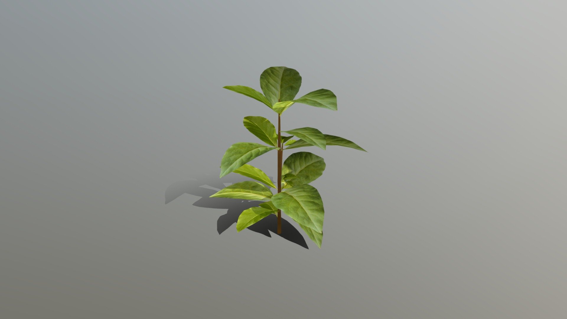 Bay - Bay - Herb - 3D model by Dreamsoft Innovations Private Limited (@dreamsoftin) 3d model