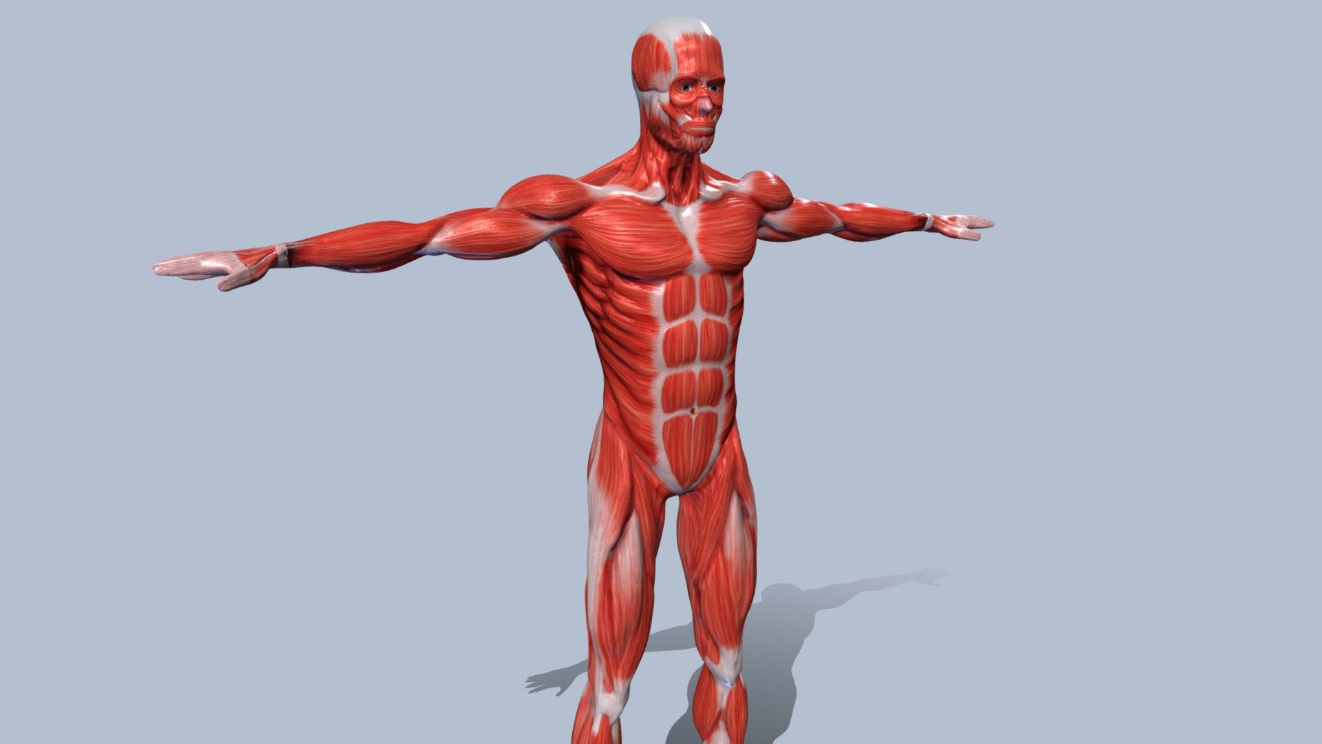 ThisThis is a male character with all the muscles hand-textured, in Zbrush.
full HD resolution quality, includes normalmap to notice the grooves of the muscles 3d model