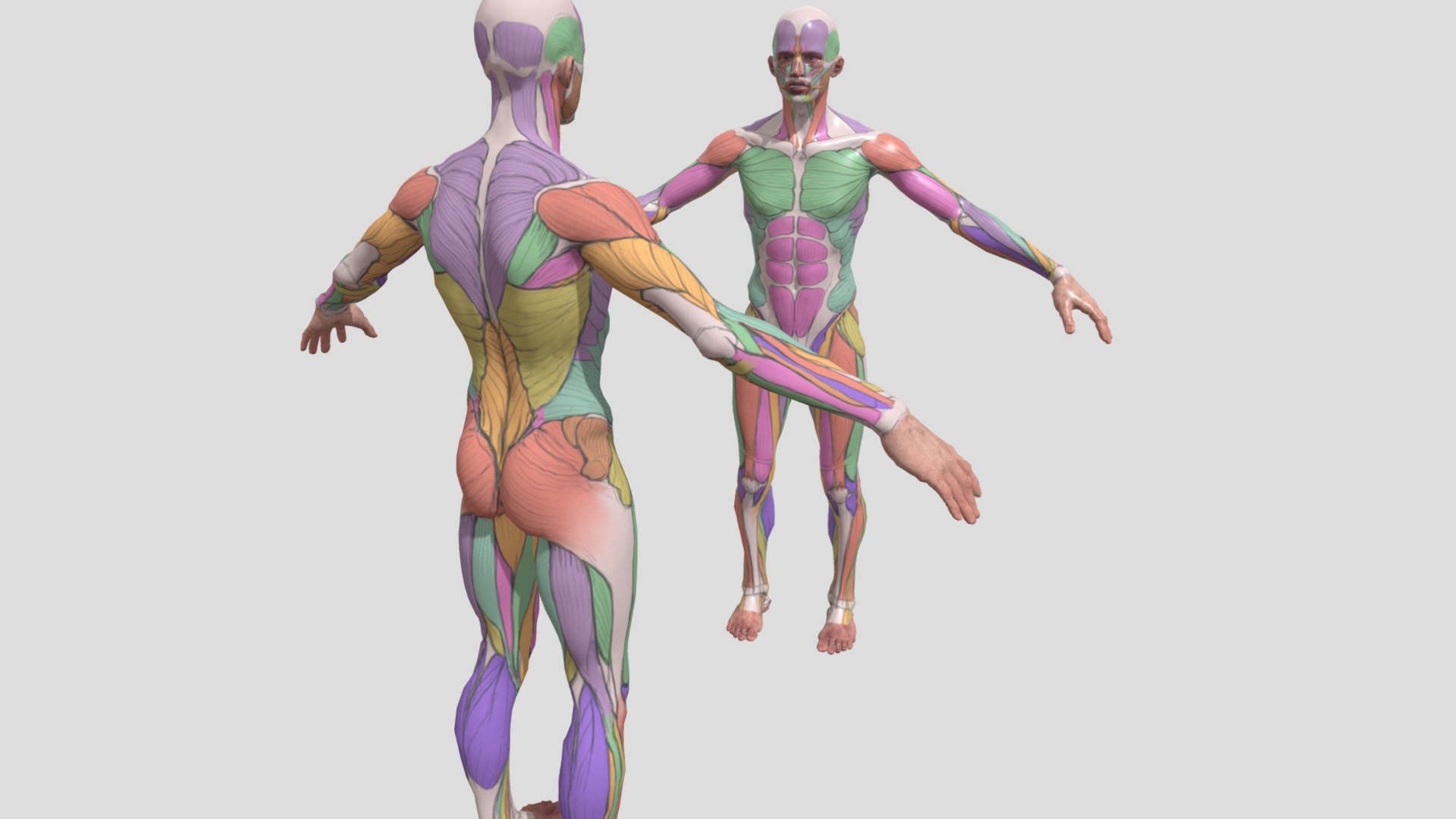 *👉 Download Link  :  https://shrs.link/R6e18a

This is Anatomy of Human Body, Can be used in Educational Purposes - Anatomy - 3D model by 3D MODELS (@CAPTAAINR) 3d model