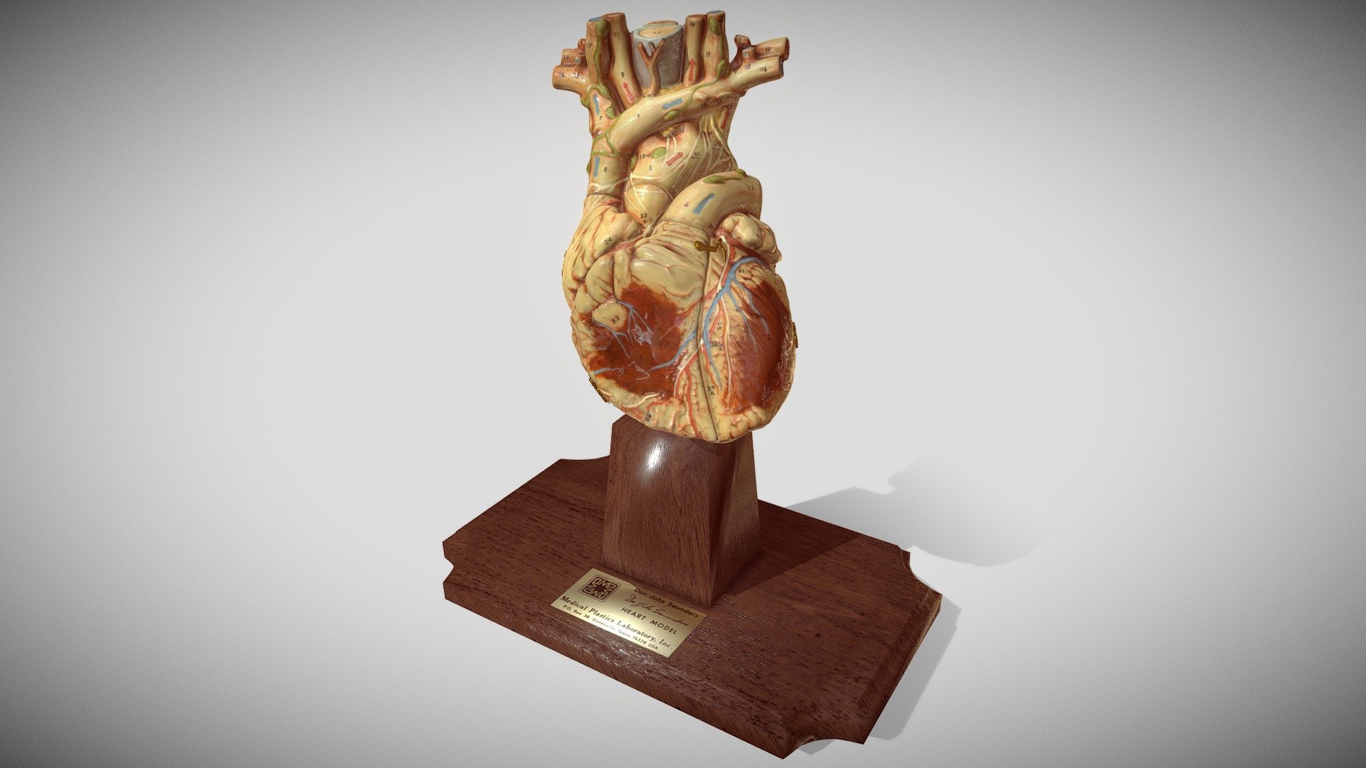 The Don Jake Saunders Heart Model
©1976 Medical Plastics Laboratories, Inc.
Gatesville, Texas (now https://laerdal.com/)

Digitized by CWPrice and JNelson in 2022 - Center for BioMedical Visualization, Department of Anatomical Sciences, St. George's University School of Medicine, Grenada, West Indies.

Created using a variety of workflows and techniques, including 3D scans by the Artec Space Spider, sculpting/painting in ZBrush, and animation in Cinema 4D. The final result is dedicated to the students/faculty of SGU, who have studied from the real thing in the cadaver labs for over 40 years.

Use the drop down menu (bottom of the screen) to set the model to static and animated poses or select annotation arrows for an animated tour.

Click here for a .pdf of the original instructional guide, including a description of numbered structures, courtesy of Creighton University. 
For Educational Use Only! - Antique Heart Model for Studying - 3D model by The Center for BioMedical Visualization at SGU (@SGUMedArt) 3d model