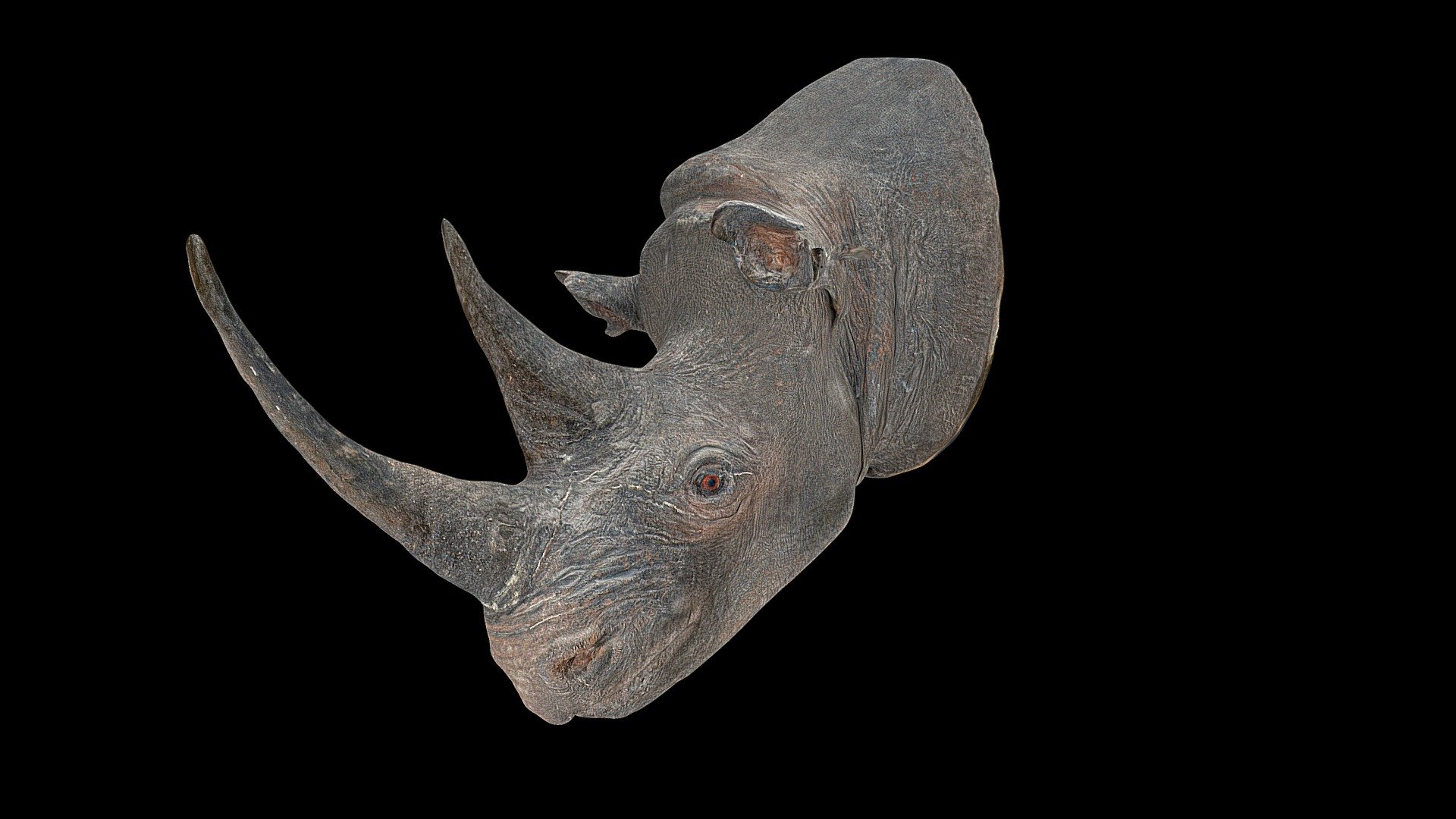 Rhino Head - 3D model by Aquarium-Muséum Universitaire de Liège (@aquariummuseum) 3d model