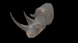 Rhino Head aquarium-museum-universitaire-de-liege