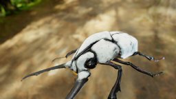 Transform beetle 