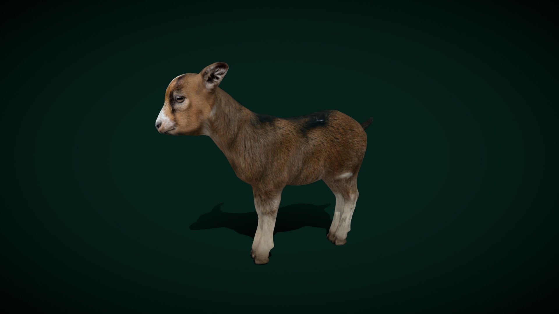 A Kid (Buckling)Domestic Baby Goat,livestock

Capra aegagrus hircus Animal Mammal(goat-antelope)Pet,Cute,Domestic Farm Animal

1 Draw Calls

LowPoly 

Game Ready (Asset)

Subdivision Surface Ready

10- Animations     (Attack,Die,Eat,Idle,Reborn,Run_F/B,Walk_B/F)

4K PBR Textures Material

Unreal FBX (Unreal 4,5 Plus)

Unity FBX

Blend File 3.6.5 LTS

USDZ File (AR Ready). Real Scale Dimension (Xcode ,Reality Composer, Keynote Ready)

Textures Files

GLB File (Unreal 5.1 Plus Native Support)


Gltf File ( Spark AR, Lens Studio(SnapChat) , Effector(Tiktok) , Spline, Play Canvas,Omiverse ) Compatible




Triangles -9449



Faces -5185

Edges -9965

Vertices -4779

Diffuse, Metallic, Roughness , Normal Map ,Specular Map,AO

A baby goat is called a kid. baby female goat is called a doeling, and baby male goat is called a buckling. domestic goat is a domesticated species of goat-antelope typically kept as livestock. It was domesticated from the wild goat of Southwest Asia and Eastern Europe 3d model