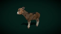 Baby Goat Buckling (Lowpoly) goat, cute, kid, pet, animals, creatures, mammal, vr, ar, nature, game-ready, game-asset, livestock, capra, pbr, lowpoly, animation, farm-animals, buckling, nyilonelycompany, farmlife, noai, aegagrus, hircus, anyimals, domestic-animals, baby-goat, goat-baby, tiny-goat