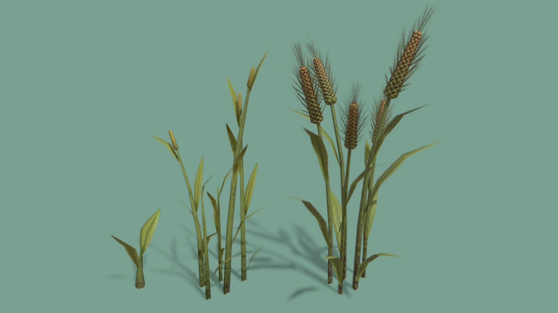 Wheat for Survival&amp;Craft 3d model