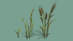 Wheat plant, wheat, game-model, lowpoly, survivalcraft