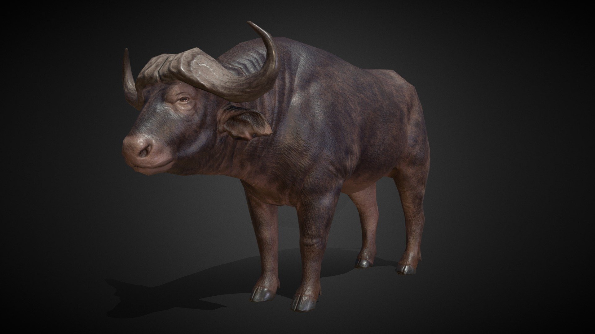 Syncerus Caffer model was made for the mobile game Wild Hunt for Ten Square Games. Sculpture made in Zbrush, retopology and uv-mapping in Blender, textures in Substance Painter 3d model
