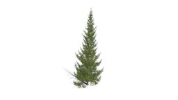 Realistic HD Norway spruce (13/43) trees, tree, plant, forest, plants, outdoor, foliage, nature, europe, coniferous