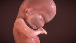 Fetus Week Eight (8) anatomy, baby, development, pregnant, head, fetus, embryology, embryo, fetal, ebers