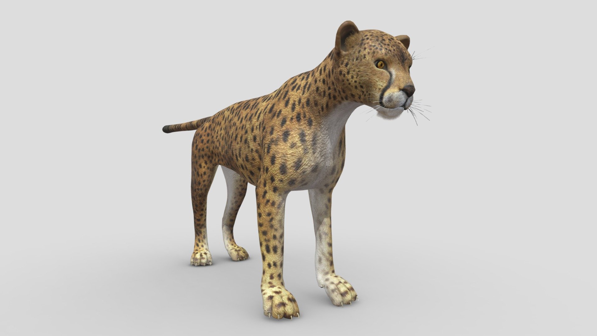 This Cheetah model has Diffuse and Bump maps (3000x3000).
For use in anything that you would need a bigcat base mesh for. Fine hair effect and diffuse material
Very fast rendering – Ready for sculpting.Accurate quad-poly mesh is good for turbosmoothing. Ready for 3d pose rig and animation. 
Thank you!
 - Cheetah - 3D model by 1225659838@qq.com (@Novaky) 3d model
