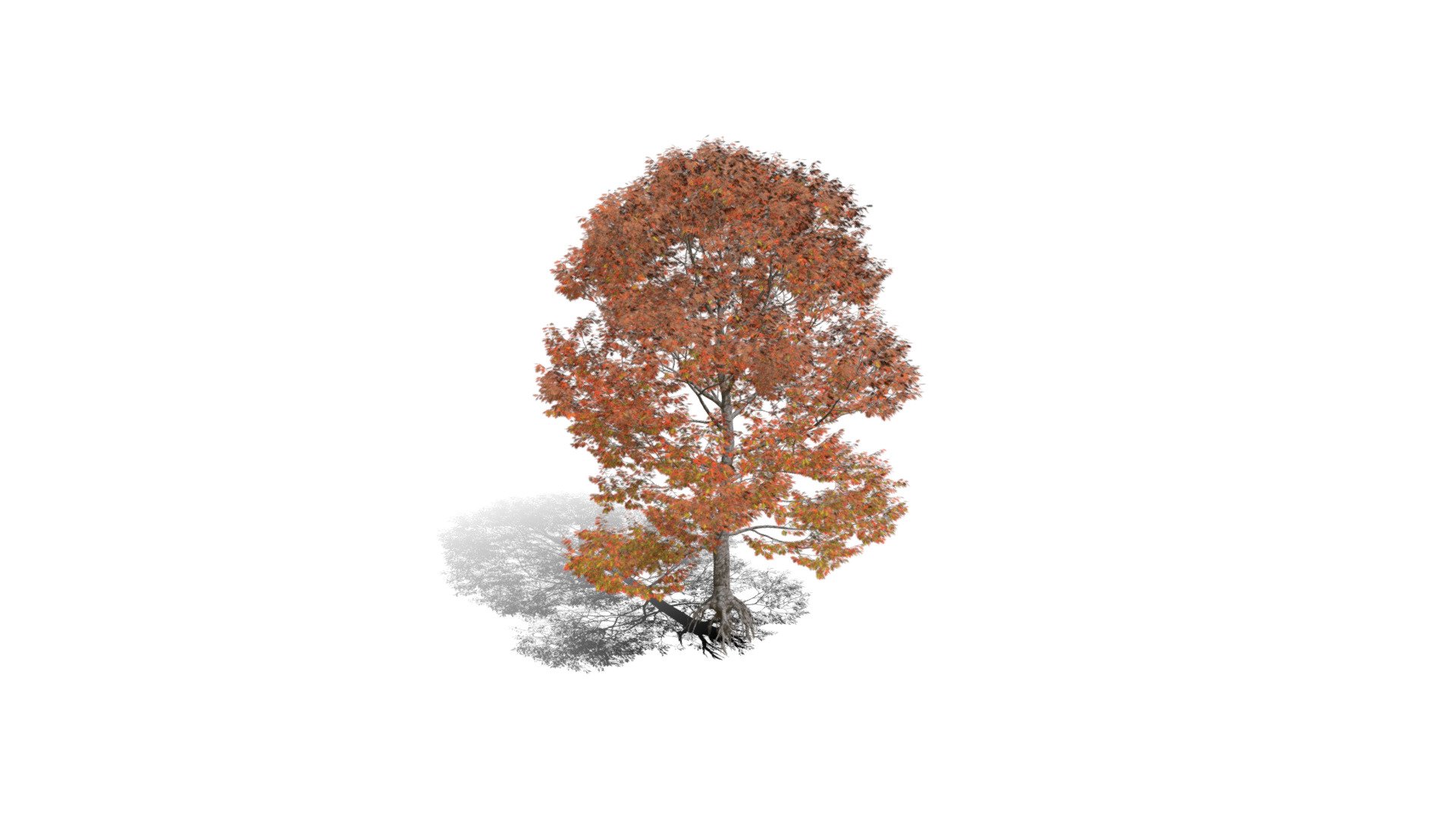 Model specs:





Species Latin name: Quercus rubra




Species Common name: Northern red oak




Preset name: Wild fall mat 75




Maturity stage: Mature




Health stage: Thriving




Season stage: Fall




Leaves count: 62908




Height: 15.7 meters




LODs included: Yes




Mesh type: static




Vertex colors: (R) Material blending, (A) Ambient occlusion



Better used for Hi Poly workflows!

Species description:





Region: North America




Biomes: Forest




Climatic Zones: Cold temperate,Warm temperate




Plant type: Broadleaf tree



This PlantCatalog mesh was exported at 40% of its maximum mesh resolution. With the full PlantCatalog, customize hundreds of procedural models + apply wind animations + convert to native shaders and a lot more: https://info.e-onsoftware.com/plantcatalog/ - Realistic HD Northern red oak (39/138) - Buy Royalty Free 3D model by PlantCatalog 3d model