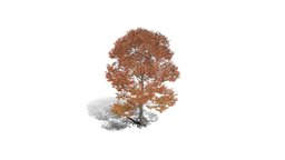 Realistic HD Northern red oak (39/138) trees, tree, plant, forest, plants, outdoor, foliage, nature, north-america, broadleaf-tree