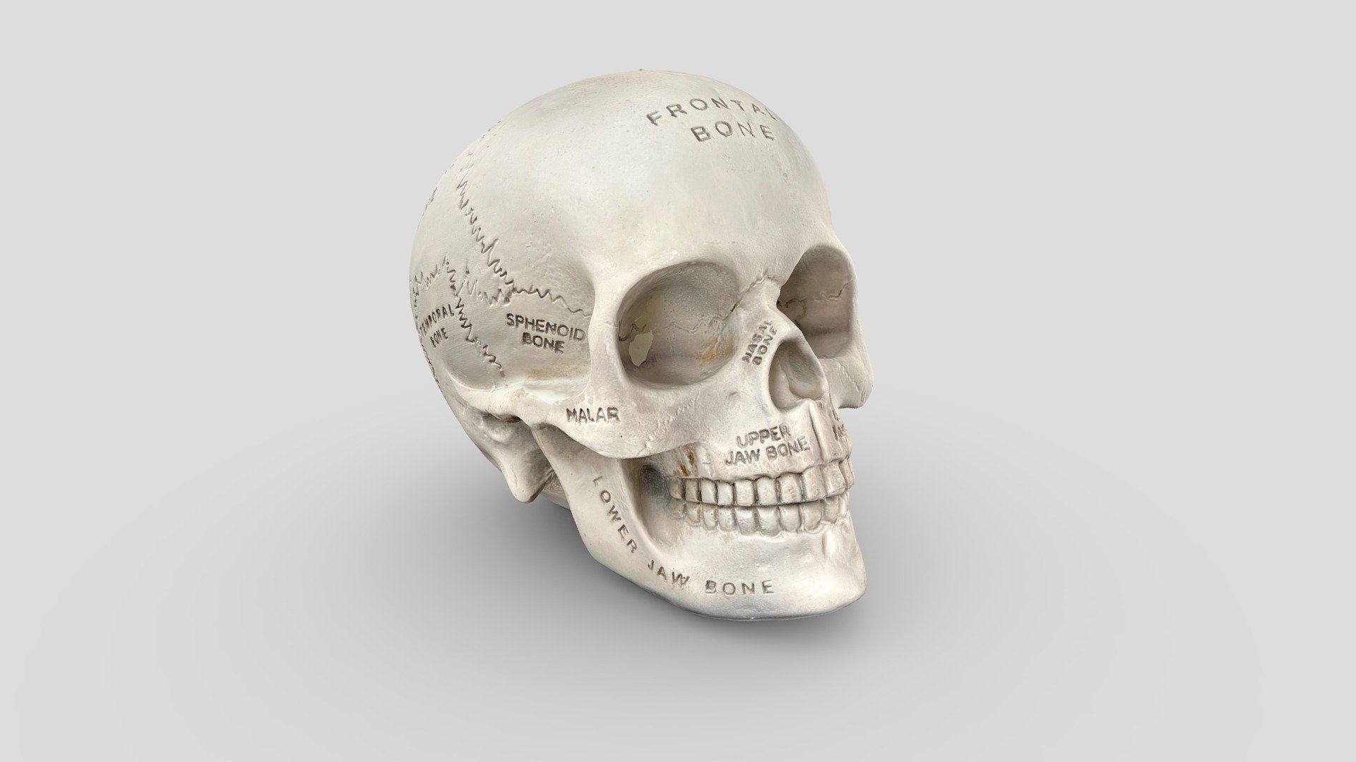 Ceramic skull with bone labels. Scanned with Metascan. Download includes OBJ with diffuse, normal, ao, and roughness maps 3d model