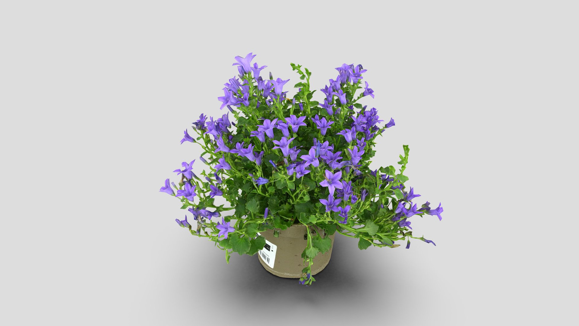 After a long study of the possibilities of scanning flowers, we can finally share these examples.
The goal was also to reduce the number of polygons and texture for the ability to use these models on the web and also in the AR application

Check our whole collection of scanned plants:
https://sketchfab.com/vrmodelfactory/collections/plants - Campanula - Buy Royalty Free 3D model by VRModelFactory 3d model
