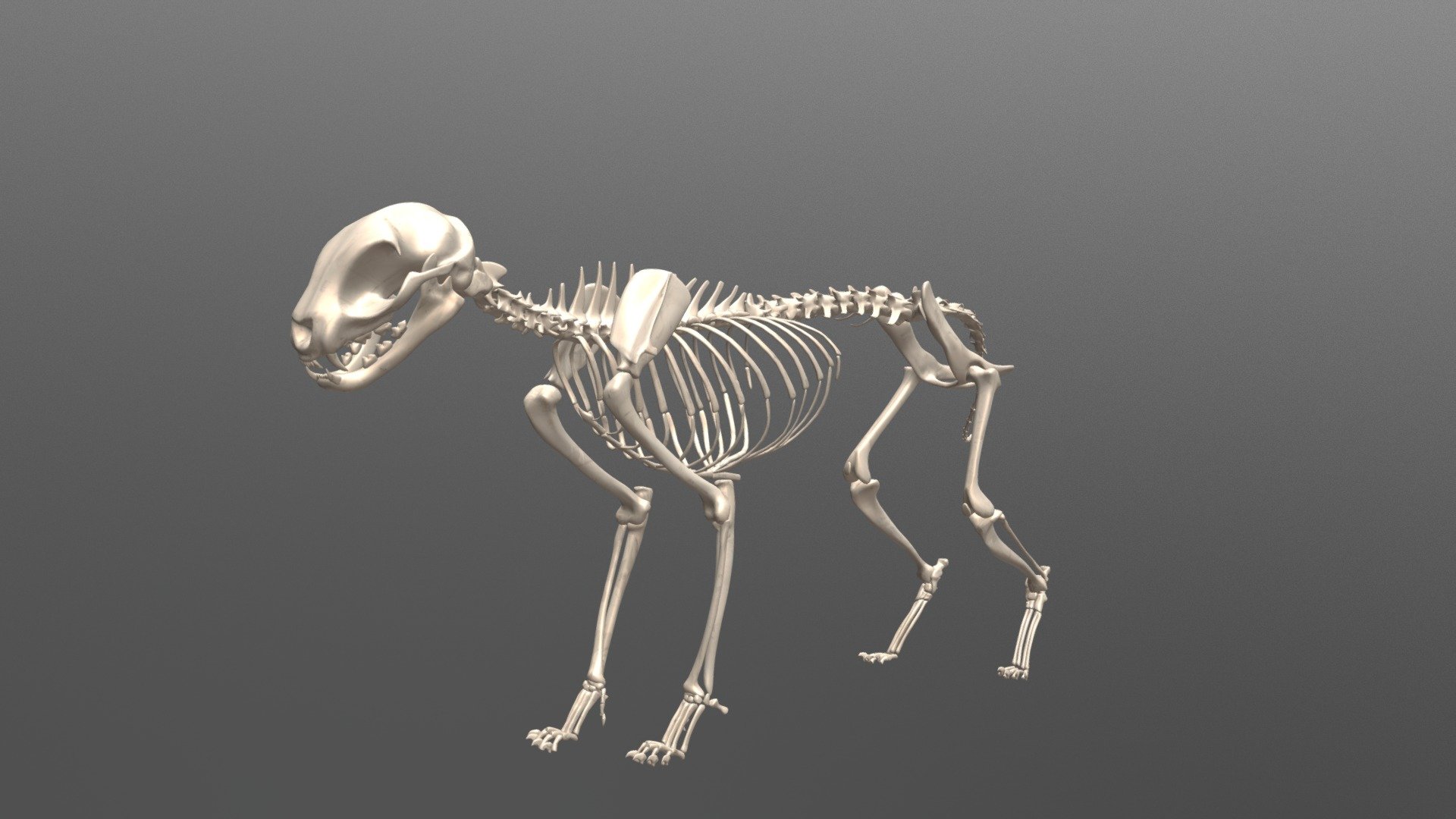Anatomically based cat skeleton is a part of X-Muscle System distributed as an X-Muscle System Anatomy Bundle  -link removed- - Cat Skeleton - 3D model by karab44 3d model