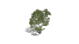 Realistic HD Northern red oak (48/138) trees, tree, plant, forest, plants, outdoor, foliage, nature, north-america, broadleaf-tree