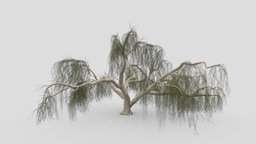 Weeping willow-18