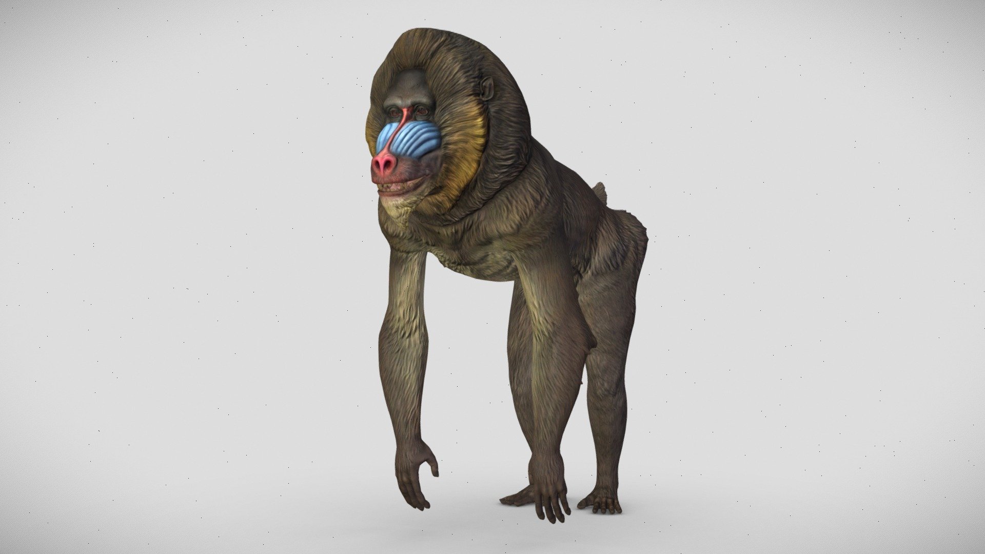 A Mandrill baboon model with textures.

Color, Specular/Gloss, Roughness, Normal, Occlusion, and Cavity maps are 2048.

Metalness map is 256.

Collada, FBX, and OBJ formats included 3d model