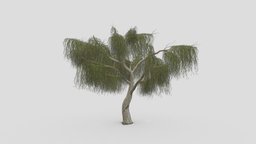 Weeping Willow Tree-13