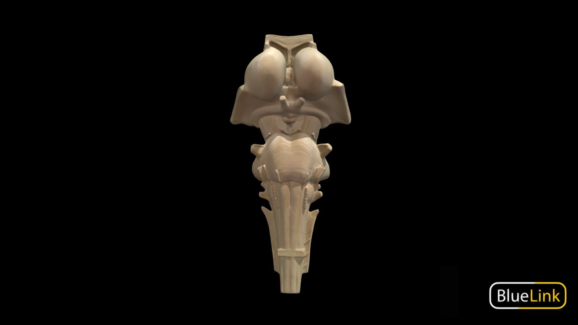 3D scan of a model of the brainstem

Captured with Einscan Pro

Captured and edited by: Madelyn Murphy

Copyright2019 BK Alsup &amp; GM Fox - Brainstem Model - Labeled - 3D model by Bluelink Anatomy - University of Michigan (@bluelinkanatomy) 3d model