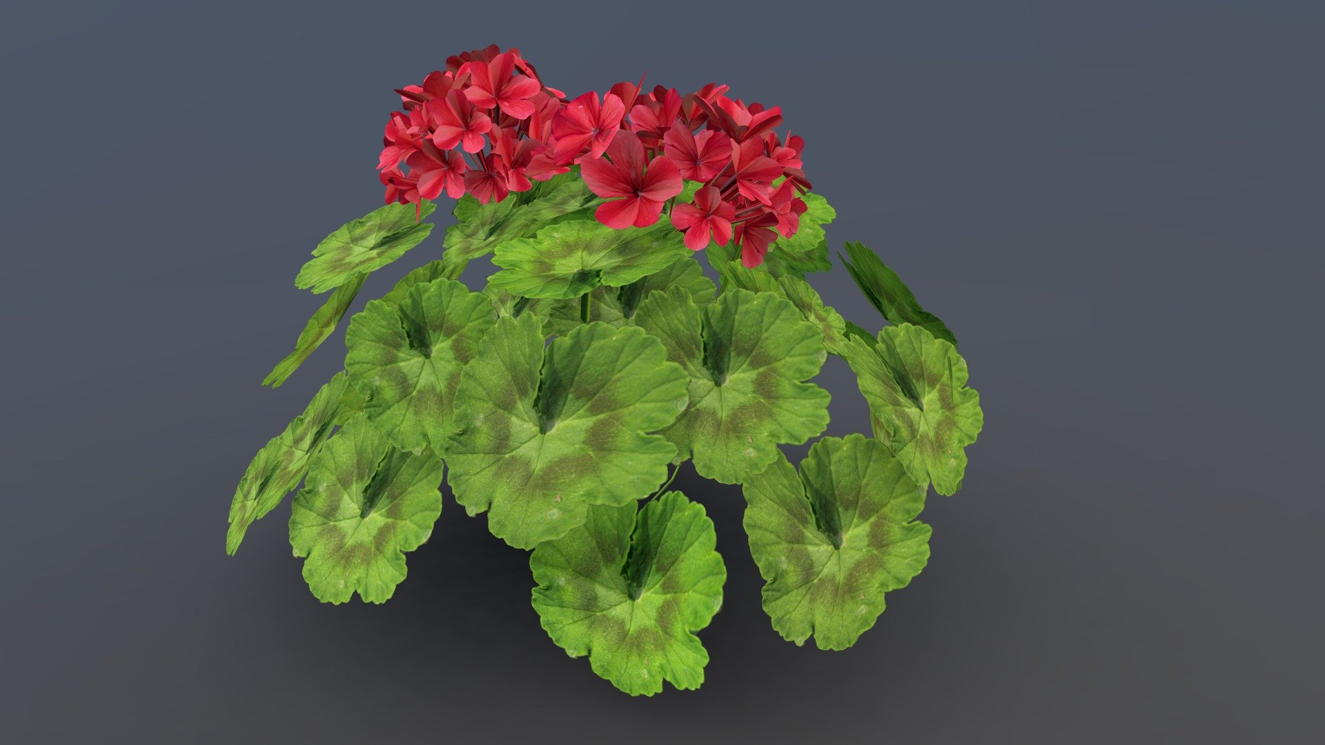 Ready to export to game engine

LowPoly

Game Asset - Geranium Game Asset - Download Free 3D model by wilsonghm99 3d model