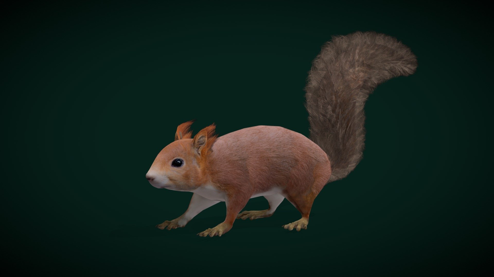 Eurasian red squirrel(Sciuridae)tree squirrel

Sciurus vulgaris Animal Rodents(Omnivorous)Pet,Cute

2 Draw Calls

LowPoly (without hair Card)

Game Ready (Asset)

Subdivision Surface Ready
*11 - Animations

4K PBR Textures Material

Unreal FBX (Unreal 4,5 Plus)

Unity FBX

Blend File 3.6.5 LTS

USDZ File (AR Ready). Real Scale Dimension (Xcode ,Reality Composer, Keynote Ready)

Textures Files

GLB File (Unreal 5.1 Plus Native Support)


Gltf File ( Spark AR, Lens Studio(SnapChat) , Effector(Tiktok) , Spline, Play Canvas,Omiverse ) Compatible




Triangles -19024



Faces -12751

Edges -25696


Vertices -11886




Diffuse, Metallic, Roughness , Normal Map ,Specular Map,AO



The red squirrel or Eurasian red squirrel is a species of tree squirrel in the genus Sciurus common throughout Europe and Asia. The red squirrel is an arboreal, primarily herbivorous rodent. In Great Britain, Ireland, and in Italy numbers have decreased drastically in recent years 3d model