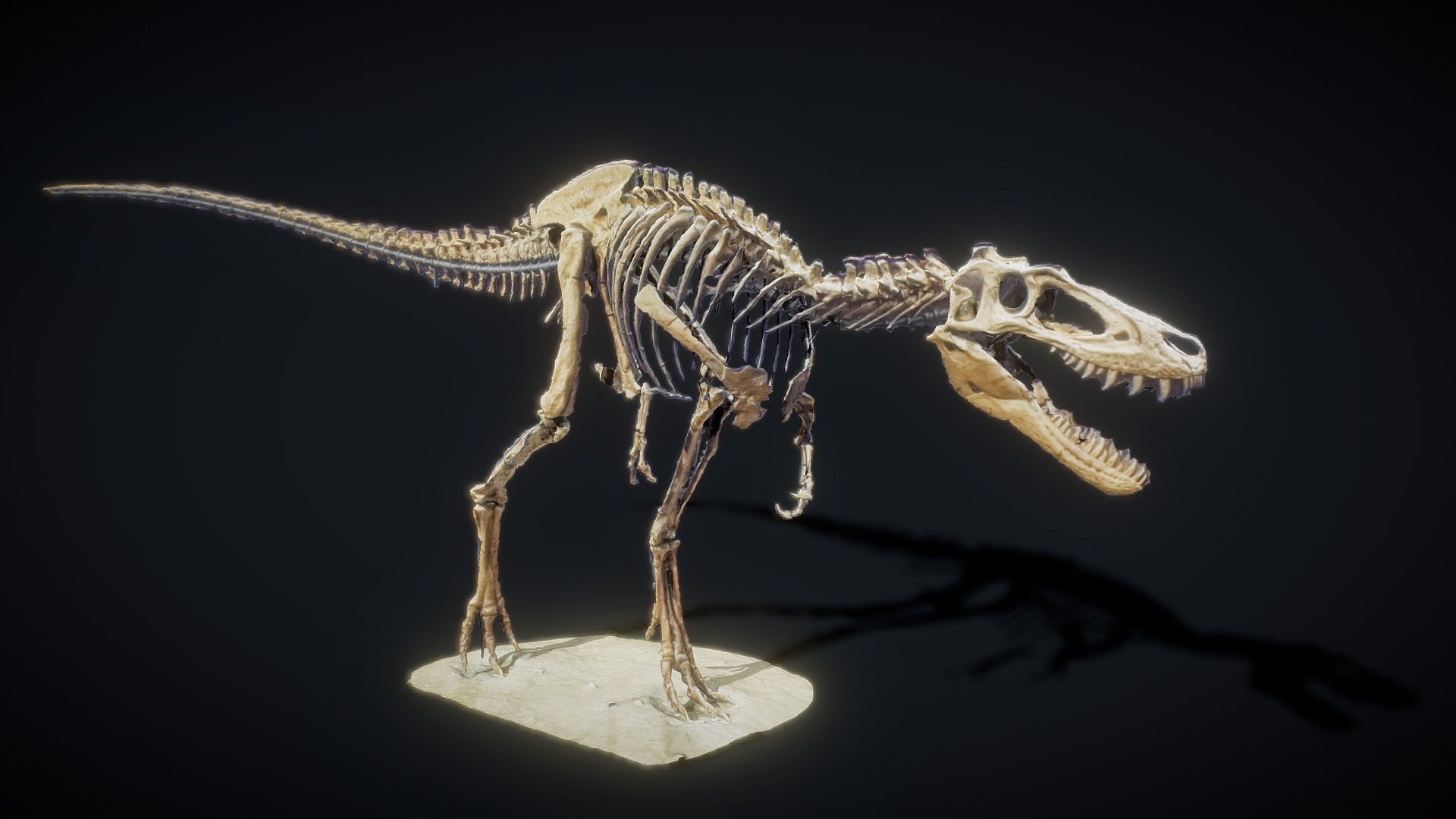 Originally created with 300 photos created with low resolution &amp; quality images using new processing techniques I've been developing I was able to fill in large areas of missing information from the original highpoly scan while reducing the filesize by 90%. As seen here https://skfb.ly/o76tv - Juvenile Tyrannosaurus Rex - Buy Royalty Free 3D model by PhotoGramGear 3d model