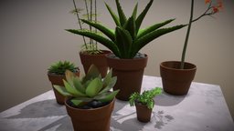 Succulent Plants Obj plant, plants, pot, garden, cactus, succulent, treedys