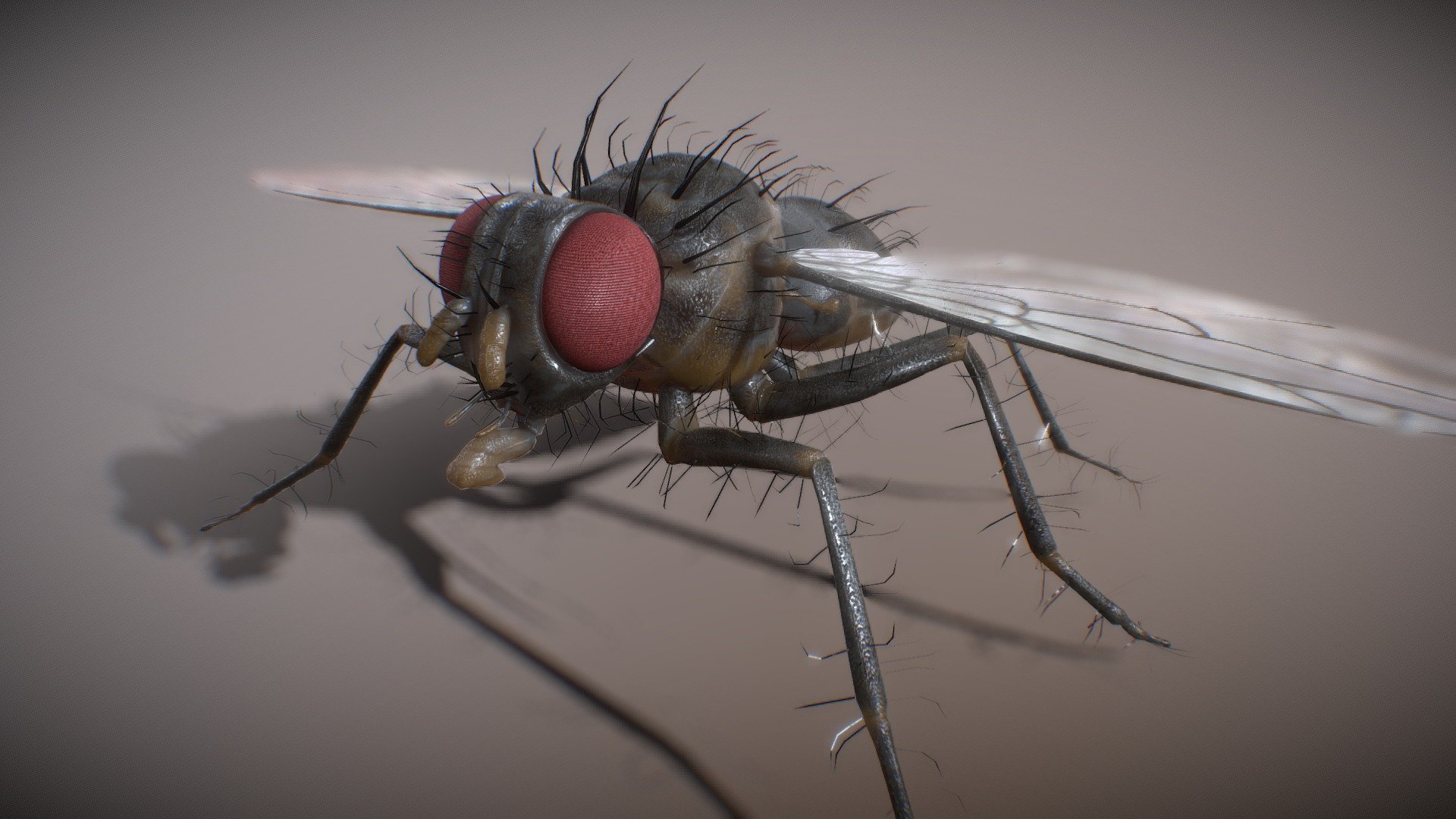 I needed an insect for a recent personal project so I made this one. 
-High res PBR 4K textures
-Substance painter file
-High and low res models within the blend files.
-High and Low res , all quad, models export formats in .OBJ and GLTF formats - Diptera fly - Buy Royalty Free 3D model by João Lacerda (@panc0) 3d model
