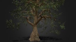 Low Poly Oak Tree Model