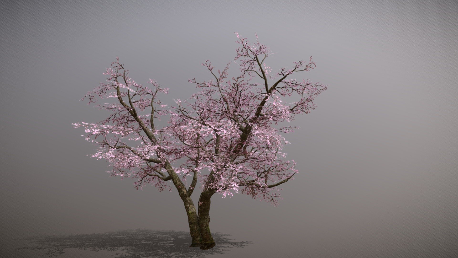 Sakura- Cherry Blossom Tree - 3D model by Fadhil Farook (@PhantomPheonix) 3d model
