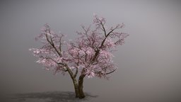 Sakura- Cherry Blossom Tree tree, japan, sakura, cherryblossom