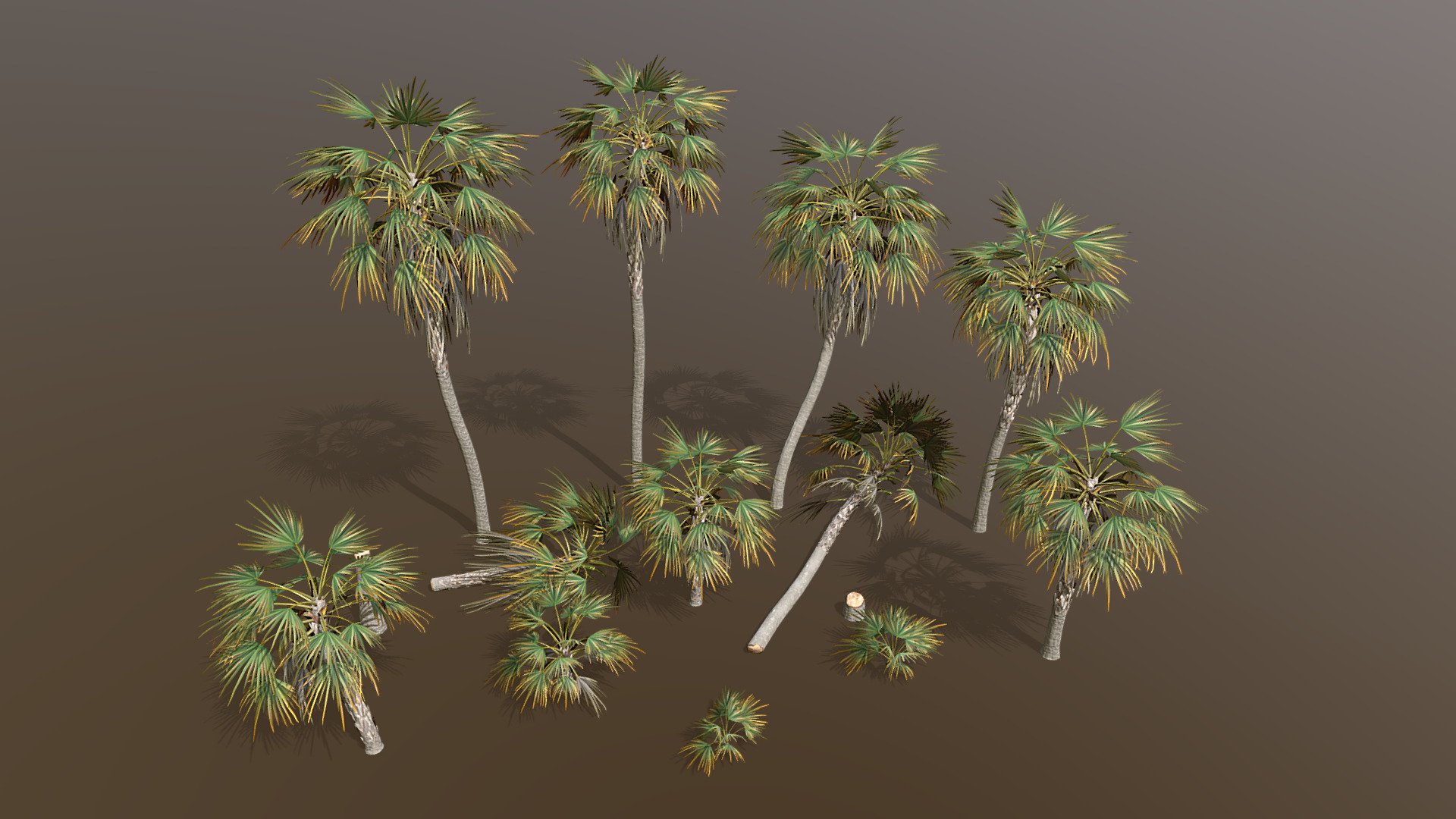NOTE: This tree pack is free with Tree It steam edition.

Key Thatch Palm Pack created in treeit.

Please check out my free models on my sketchfab profile made in treeit for compatibility.

Includes 14 diffrent models.

Each modle has the main model + 5 levels of detail, last LOD is an 8 poly imposter/billboard.

Exported to .fbx .obj .dbo

fbx/dbo format includes vertex colors for vertex shader wind animation.

Includes the tree it .tre project.

Texture size is 2k x 2 3d model