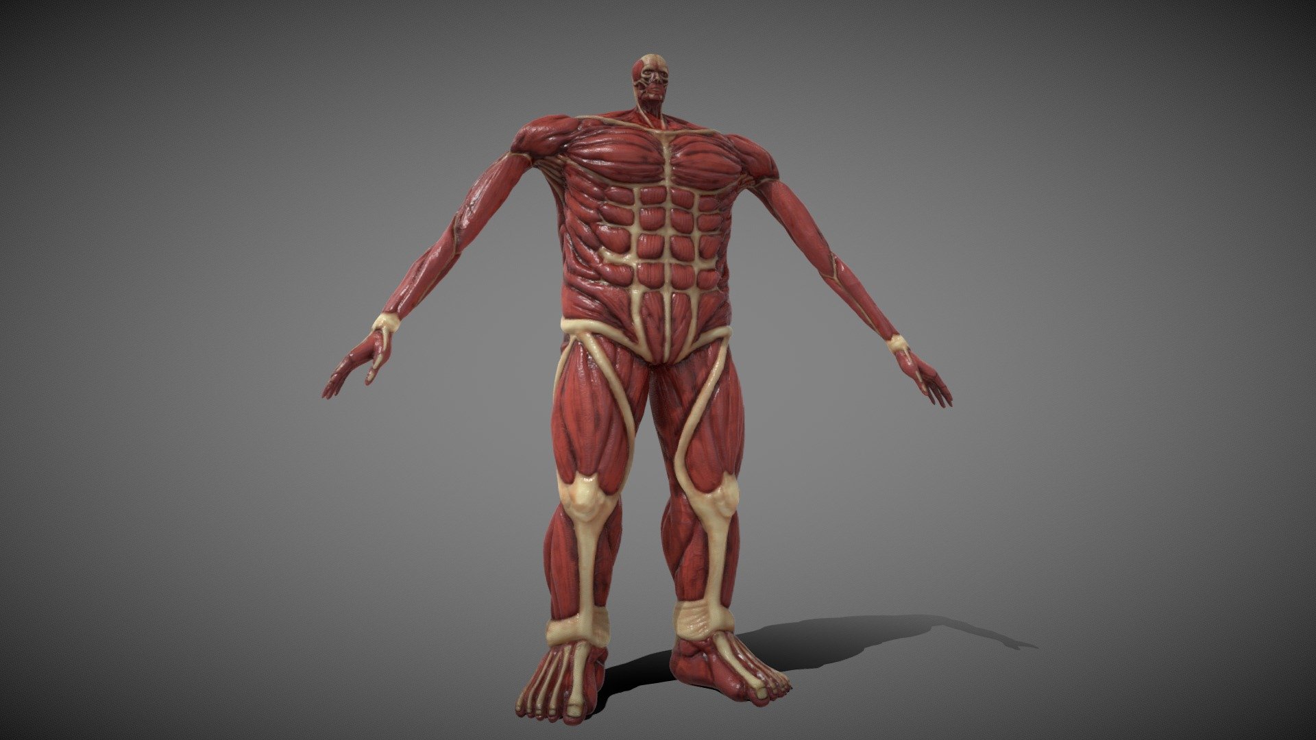 Here is this titan I made in blender in a &lsquo;reallistic' version with a more acurated head. Its not rigged but is compatible with mixamo autorig. Hope you like it.

-2K texture

-1 material

-Mixamo compatible

-2 UDIMs

-No pluggins

-OBJ and FBX

-Maps included: basecolor, height, normal, roughness, AO 3d model