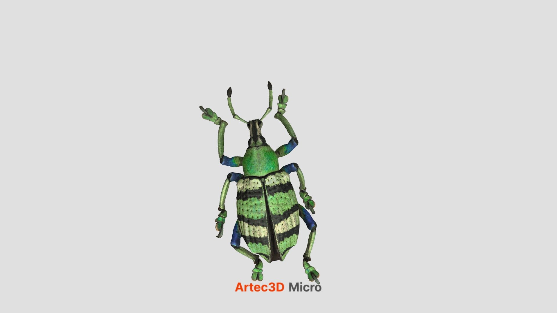 A photo-realistic 3D model of a small beetle captured with Artec Micro in such detail that you almost expect the insect to start buzzing. Our scanning specialist needed 15 minutes to capture the beetle in three different positions: the first two in HD mode for acquiring texture information, and one more, with some self-evaporating scan covering the beetle, for bringing geometry reconstruction to perfection. 
Two sets of photographs were taken right after scanning the first two times, for further registration and photogrammetry in Artec Studio. The third scan helped create the mesh, onto which the photo texture was projected, using Artec Studio’s killer texturing algorithm. Go ahead and rotate the model to enjoy the vibrant turquoise, blue, and black, as well as every intricate body part of the beetle – you might start to wonder if it’s you or the beetle moving its claws, wings, and antennae.    

Scanning time: 15 minutes | Photographing time: 30 minutes | Processing time: 30 minutes - Beetle - 3D model by Artec 3D 3d model