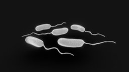 Vibrio Cholerae Bacteria