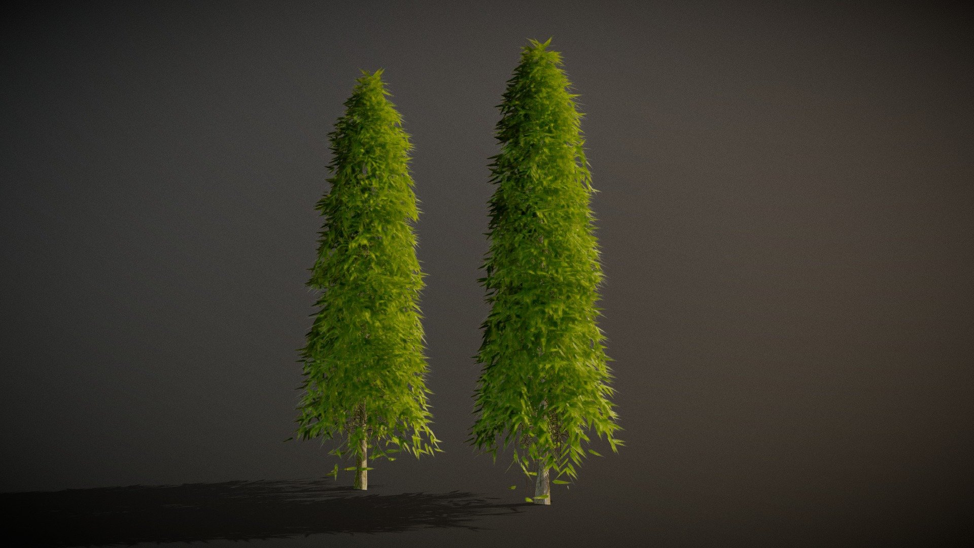 Saraca idica ashoka Tree with 4k Textures 3d model