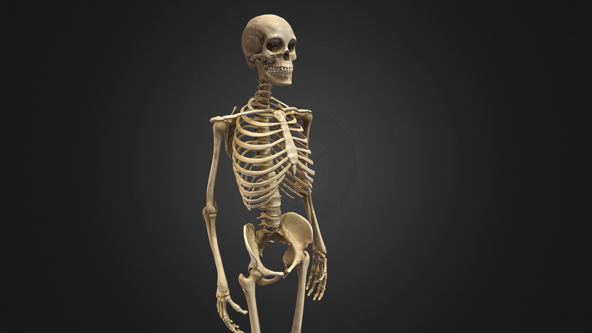 Human Skeleton high detailed - Human Skeleton high detailed - Download Free 3D model by Al-Deezel (@Al-dezel) 3d model